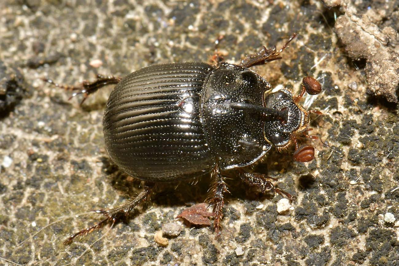 Geotrupidae: Odonteus armiger? S.